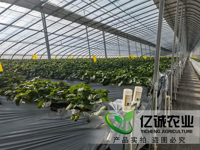 智能溫室大棚承建哪家好？如何種植和管理才能提高，大棚的經濟效益呢？