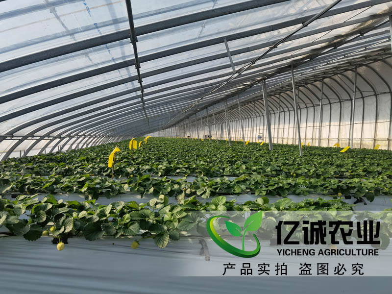 吊掛升降草莓種植溫室大棚~智能化管理控制 省時高效